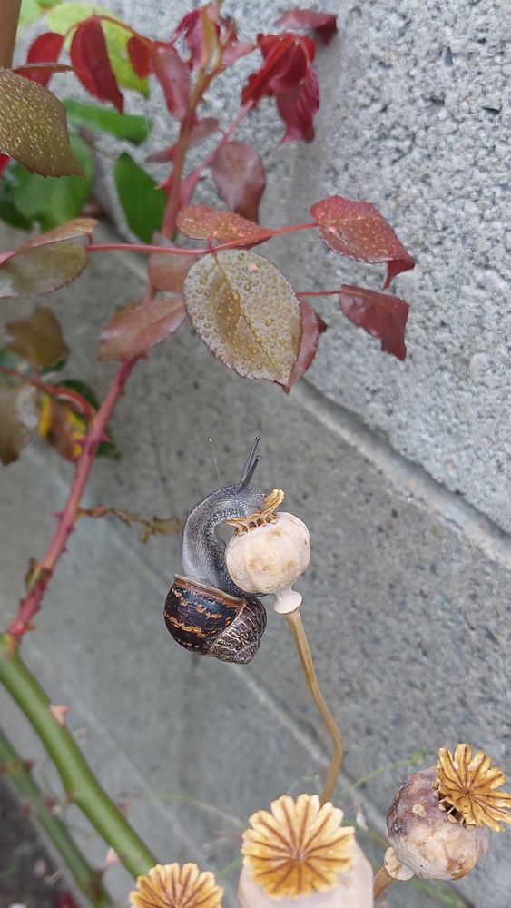 A snail climbing precariously up a dead poppy stalk and extending its head to stick its face into the seed head.