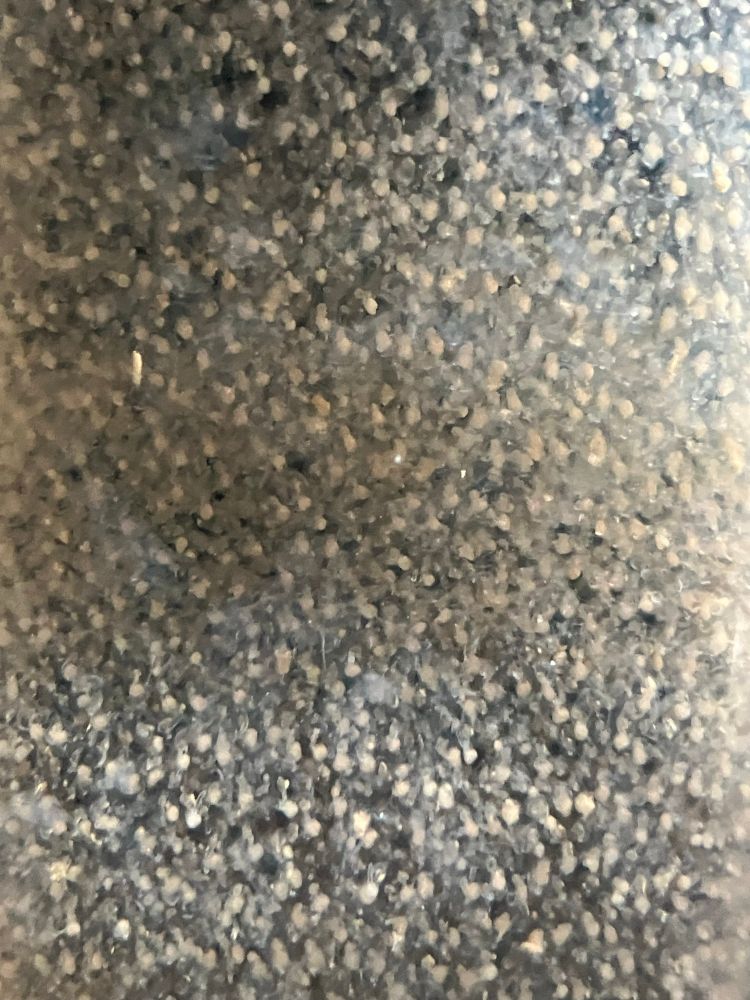 Even closer up photo showing individual zooids
