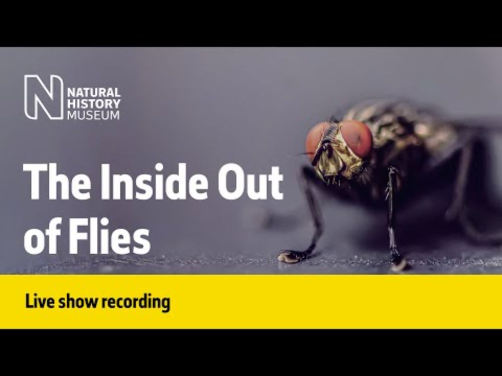 The Inside Out of Flies | Live Talk with NHM Scientist