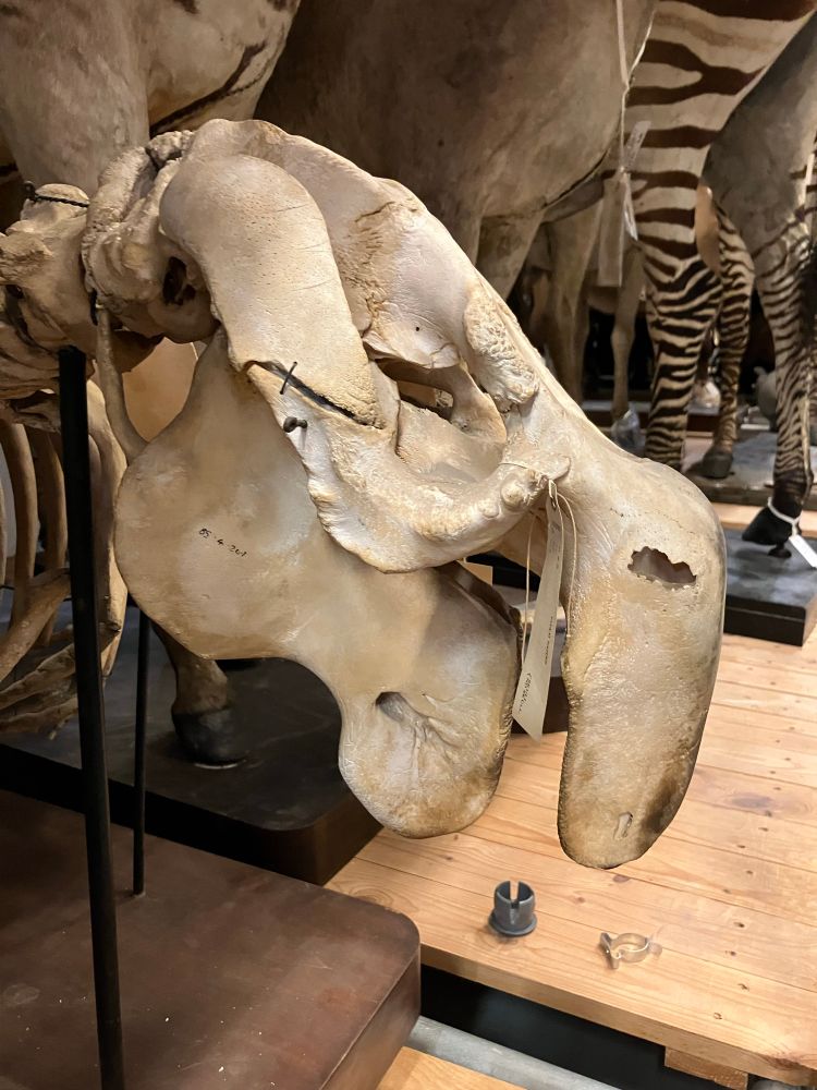 Skull of a dugong. It is a very weird shaped skull with the snout and mouth pointing down at a 90 degree angle allowing the animal to graze on the bottom while still looking forwards. Skull is in a collections area so in the background there are some obvious striped legs of a zebra. 
