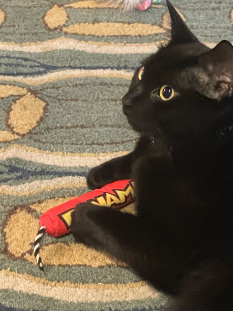 Black cat on rug with a “stick of dynamite” (that’s a cat toy) under her front paws.
