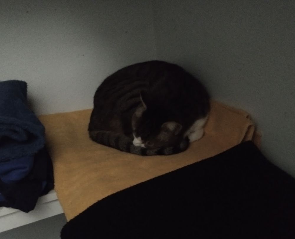 Our tabby-calico mix asleep on an orange beach towel on a shelf in my closet. Had two breakfasts and crashed again after a week's disappearance.