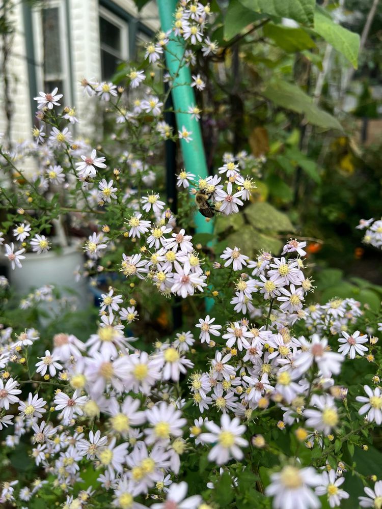 Wider-scope pic of a few bees on aster flowers, with a light green hose and white house visible in the background.