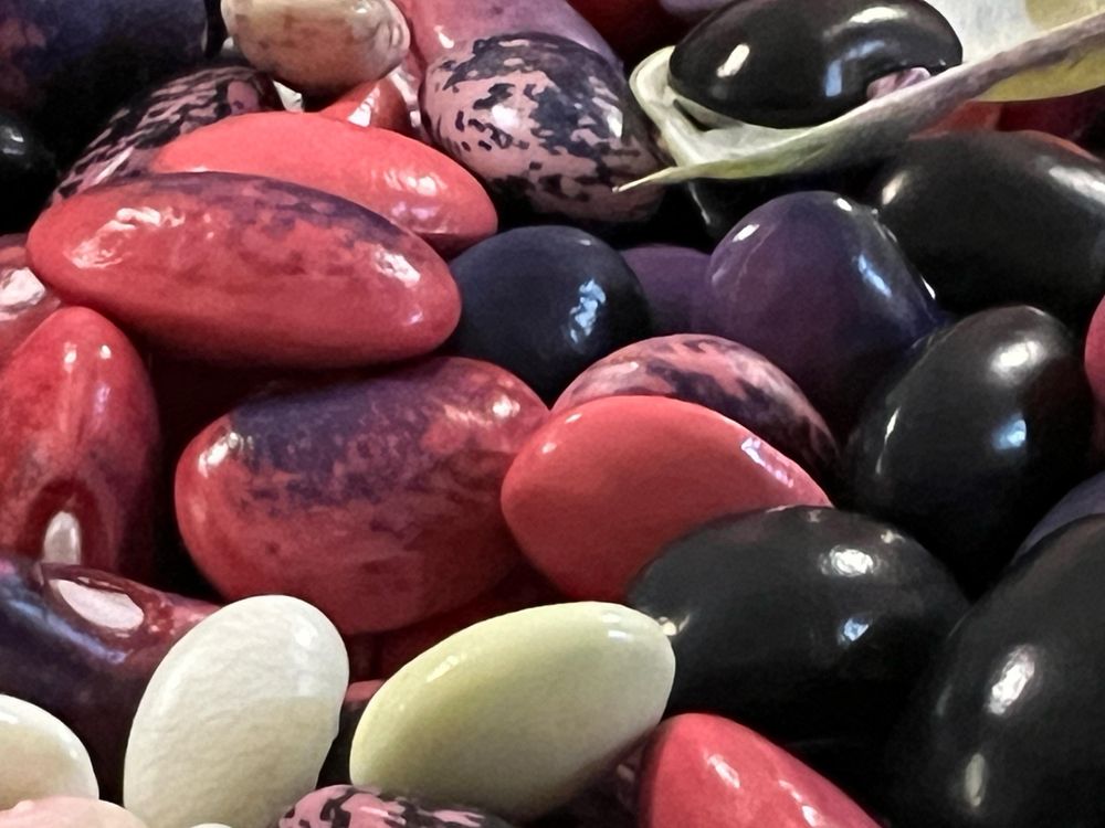 Very close photo of a bounty of shelled beans in pink, white, purple, and black shades. 