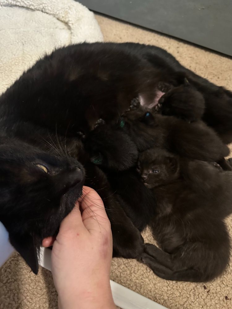 A momma black cat and her litter of very tiny little kittens, all of whom will be available from the Atlanta Humane Society in 6 to 8 weeks.