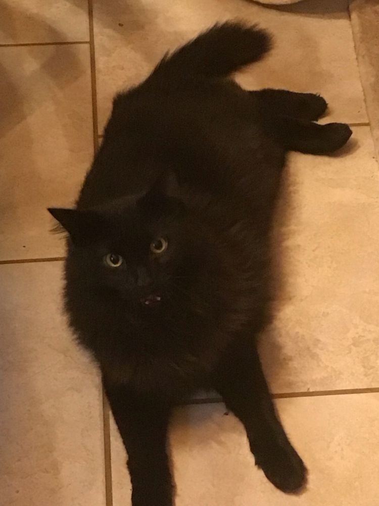 Large black cat on tile floor 