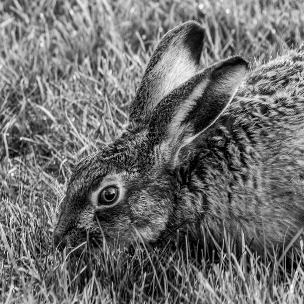 brown hare chomping on the grass
