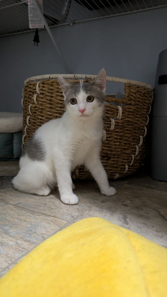 Gray and white cow tabby, sat back on his haunches in front of a straw basket. He has a suspicious look on his face.