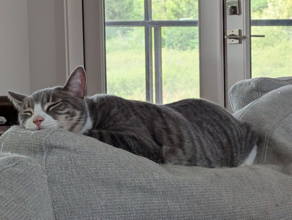 A gray tabby with a white face and legs lies blissfully sleeping on top of a couch that has contoured to his body.