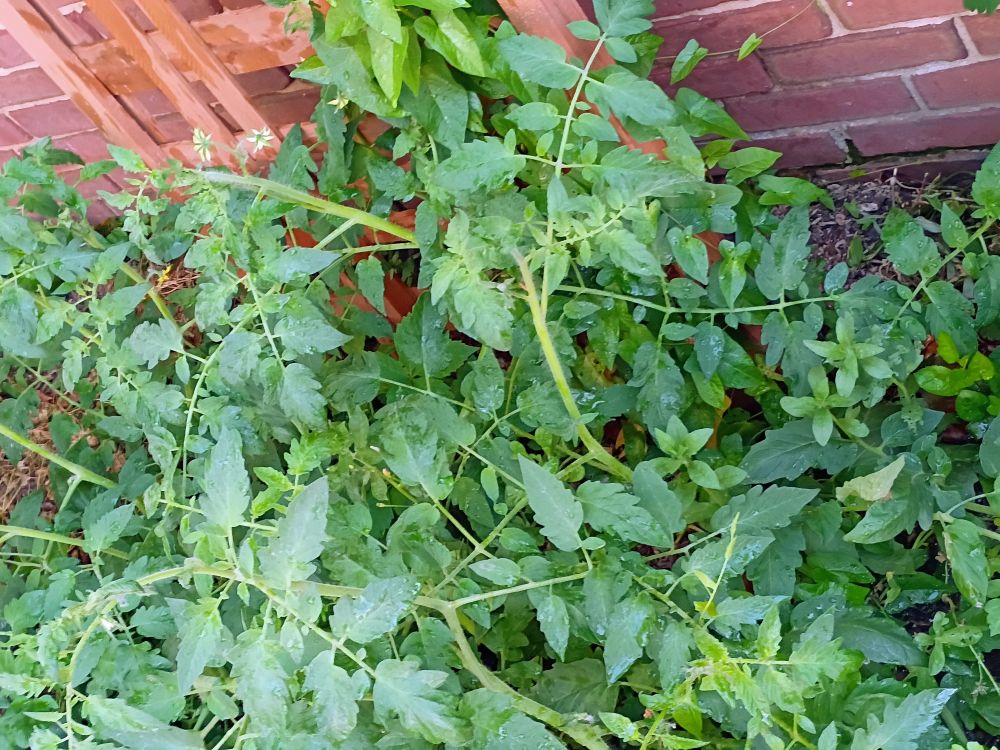 A lush garden with a wooden fence 