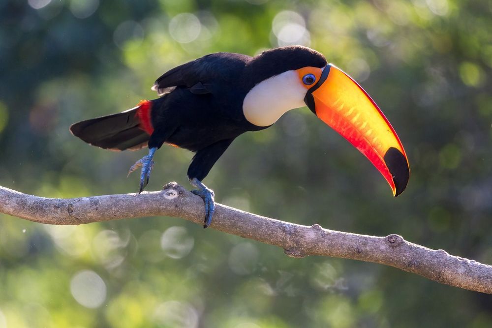 A colorful toucan with a vivid orange and yellow beak perched on a branch, framed by lush tropical foliage in rich green tones.