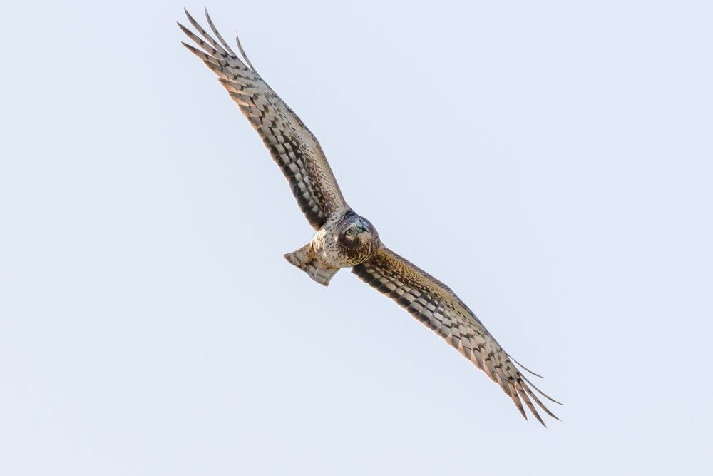 A bird of prey called the Northern harrier is flying with wings spread wide in a cloudless sky staring at some distant object with fierce yellow eyes.