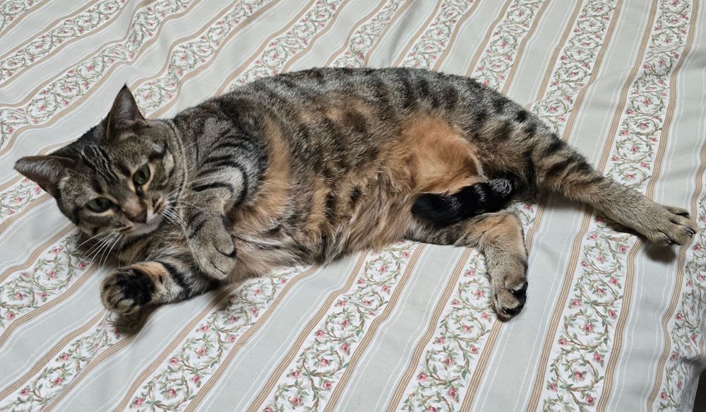 A gray and black tabby cat lying on its side, exposing an orange belly.