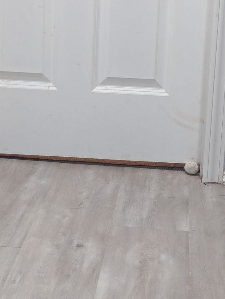Cat putting a paw under a door