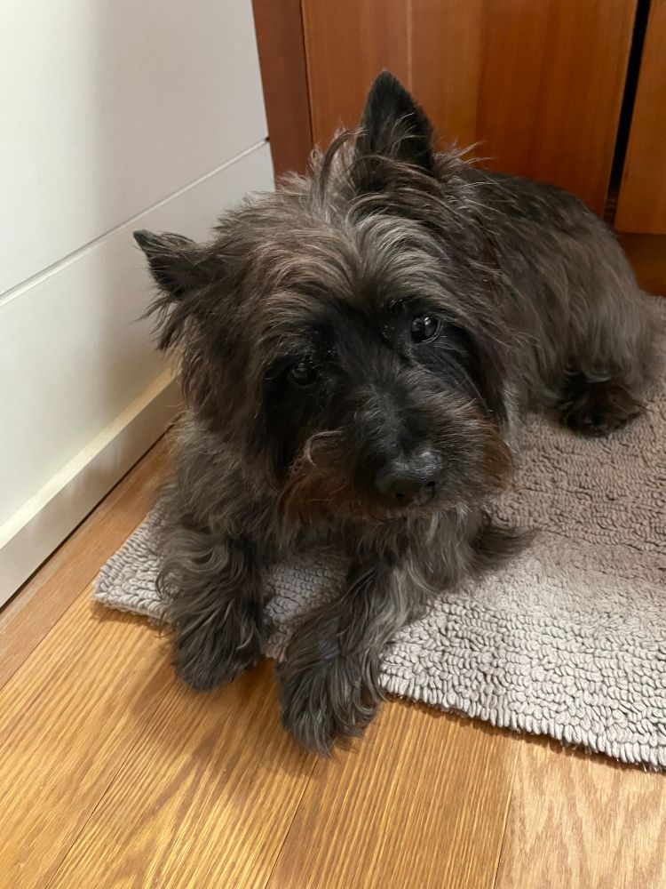 Cutest little gray cairn terrier ever 