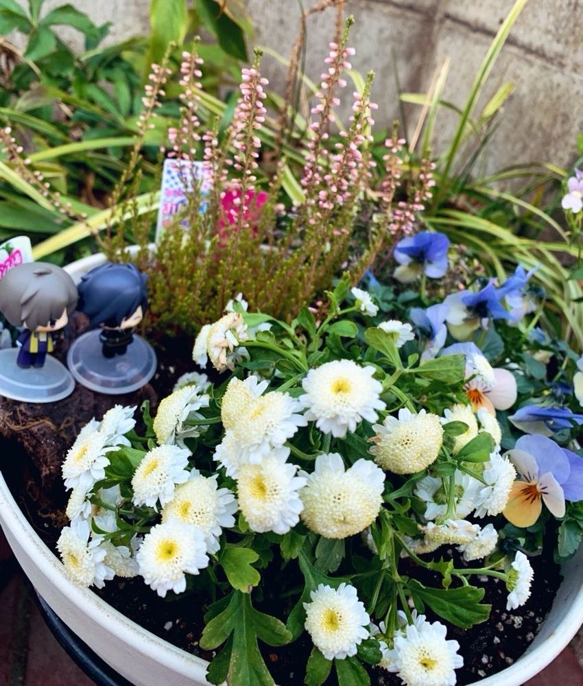 フランス小菊とカルーナとビオラと奥にタイムも