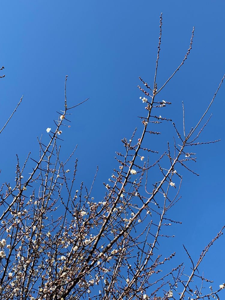 当家の梅干しの梅です