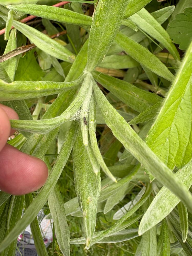 A green plant with fuzzy, narrow leaves    Which have been parted to show a 5mm long black, spiky caterpillar. The caterpillar silk that was holding the leaves together is visible beside it. 