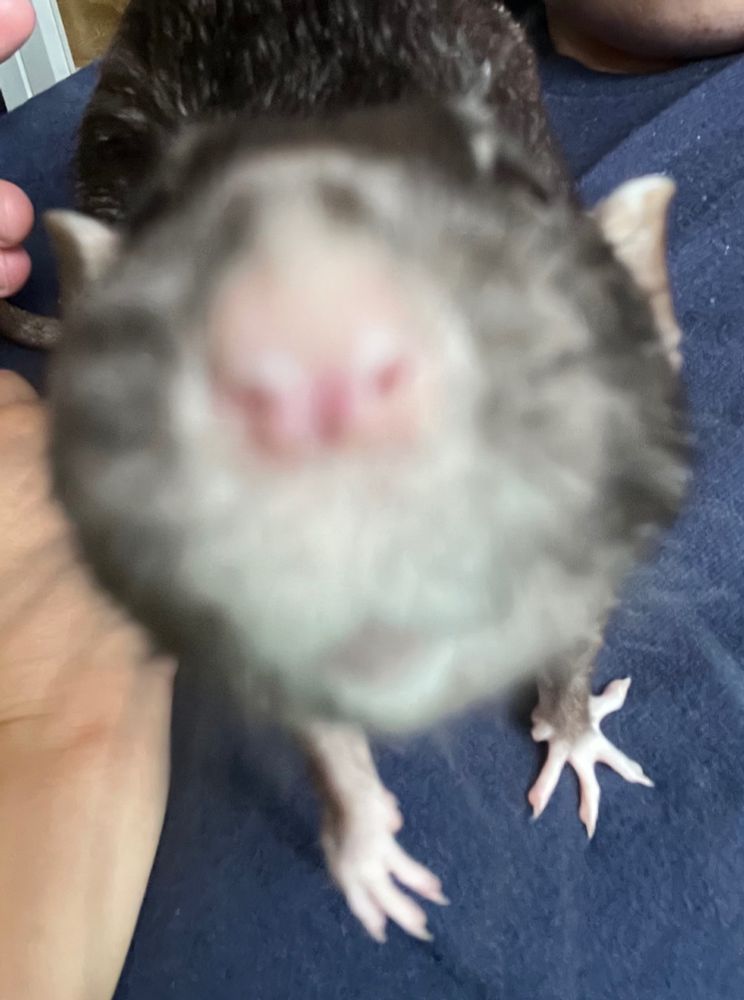 A black rat leans up to sniff the camera: her pink nose is up close to the camera, making her look comical. 