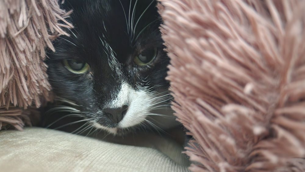 Black and white tuxedo cat covered by a brown fluffy blanket, with only her head a little uncovered. She has green eyes and is looking at the camera.
