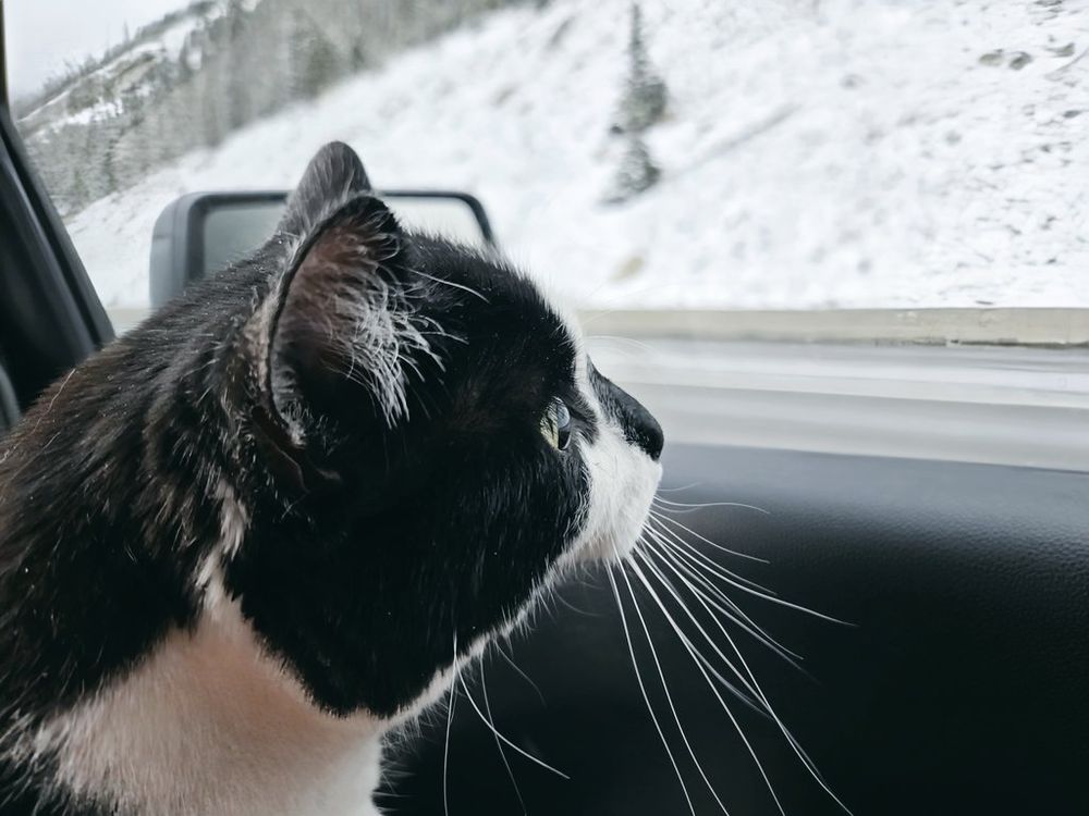 Bebe the tuxie cat is staring out the car window and looking at the snow.