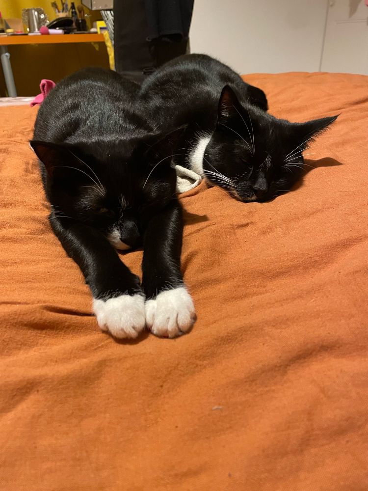 Two black and white cats asleep in an orange duvet. 