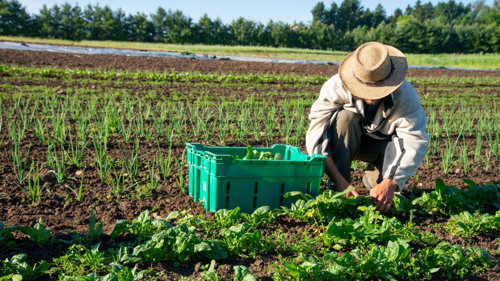 A farm worker that is harvesting a crop by hand from a field. A green bin is beside them.