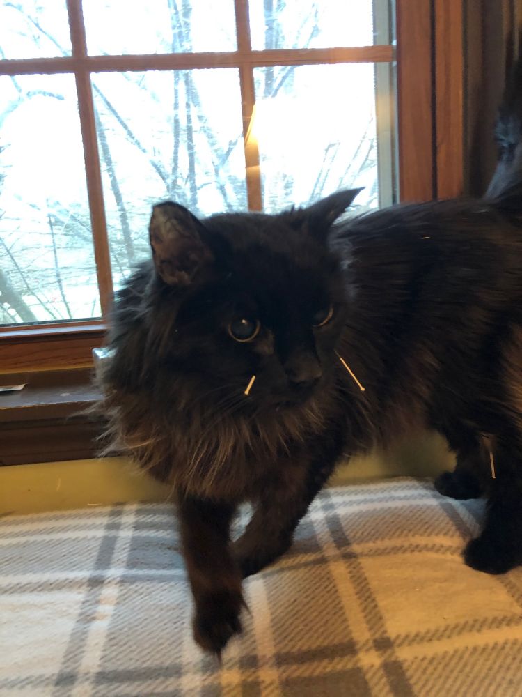 Fluffy black cat with acupuncture needles in face and body