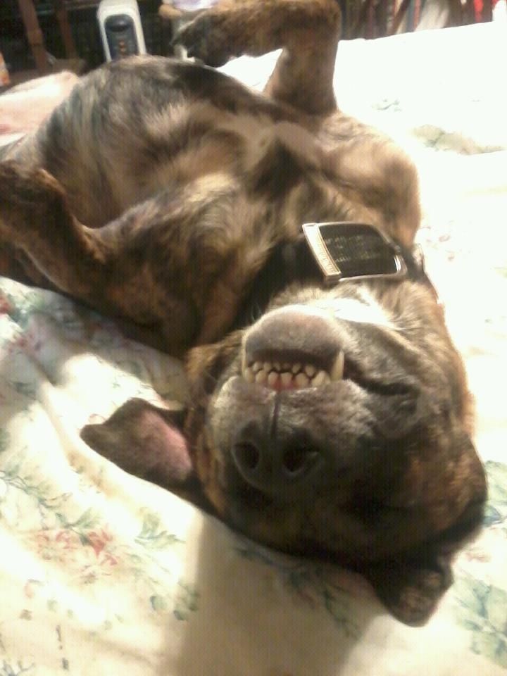 dog laying on her back on a bed