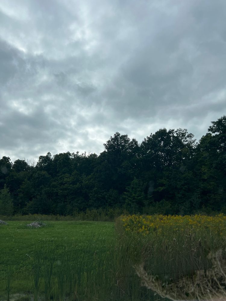 A scenic photo of land with bullrushes in the front, a grassy area in the middle-ground, trees in the background and grey clouds in the sky.