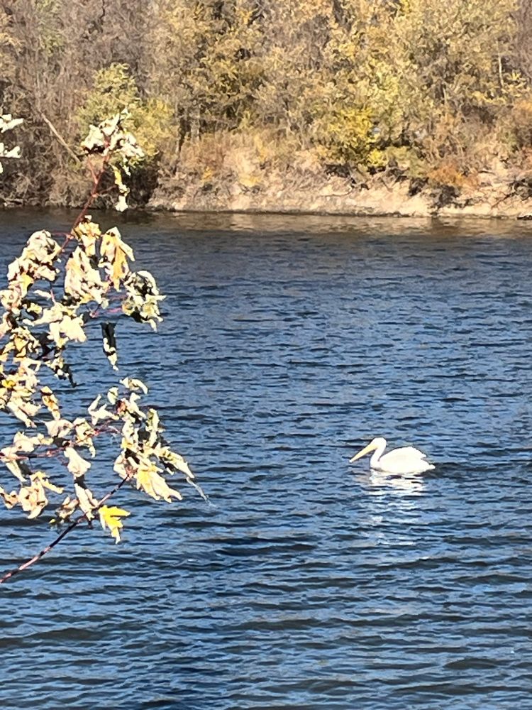 A pelican going upstream, a tree in the foreground and the riverbank with shrubs and grasses in the back. 