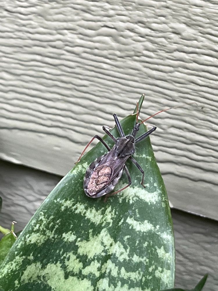  wheel bug on a succulent seen from tge top.