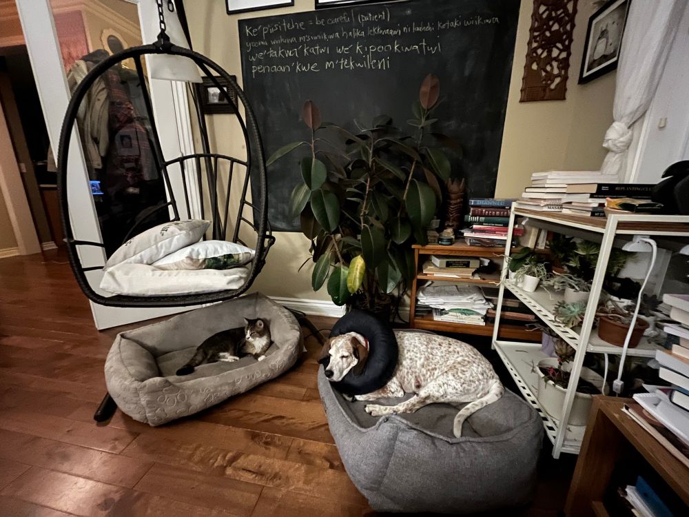 A tabby cat on a cat bed on the left and a redtick coonhound on the right on a wood floor. A big rubber plant in the middle, bookshelves to the right. 