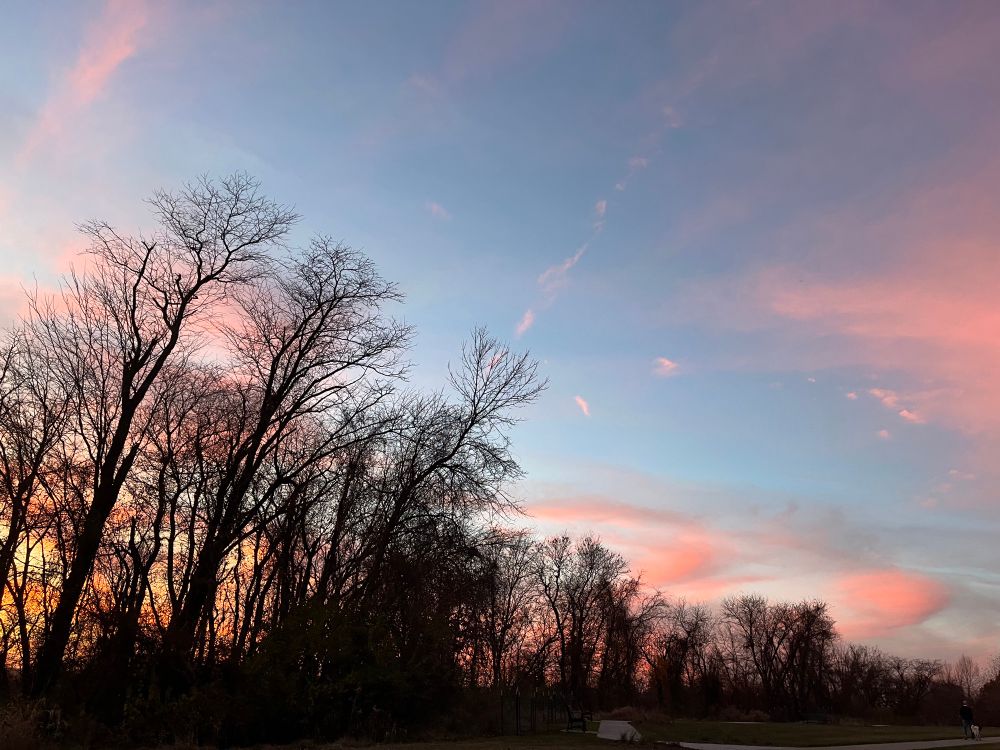 Trees with a backdrop of pink and blue sky.