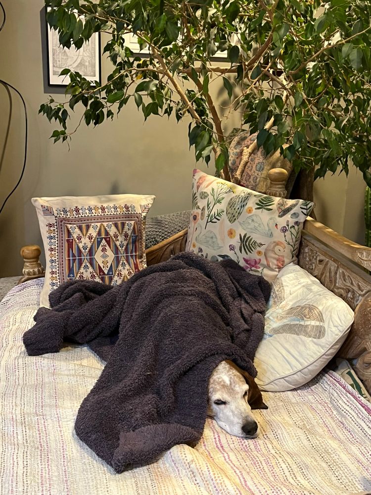 A redtick coonhound under a purple blanket on a day bed surrounded by pillows. 