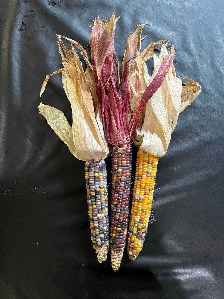 Three ears of corn. The central one is red and purple, the right one is heavily yellow because of hybridization and the left one is somewhat in between. 