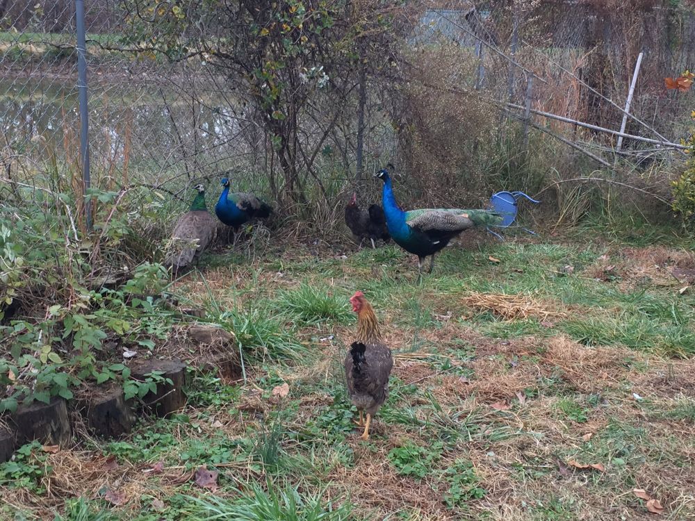 Three peacocks and two chickens in an enclosed garden (the peacocks flew in). 