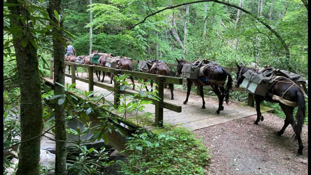 Mules Navigating North Carolina's Impassable Roads To Bring Supplies To Communities Cut Off By Hurricane Helene