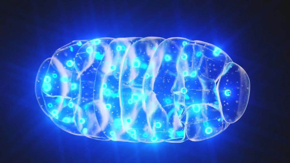 Scientists have discovered a direct cause-and-effect link between faulty mitochondria and the memory loss seen in neurodegenerative diseases. By creating a novel tool to boost mitochondrial activity…