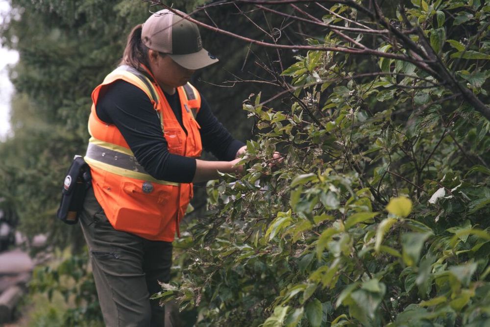 B.C. First Nations transform oil wells into wetlands | The Narwhal