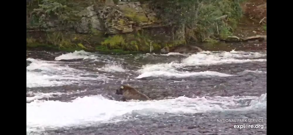 Two of the Brooks Falls grizzly bears, looking for salmon