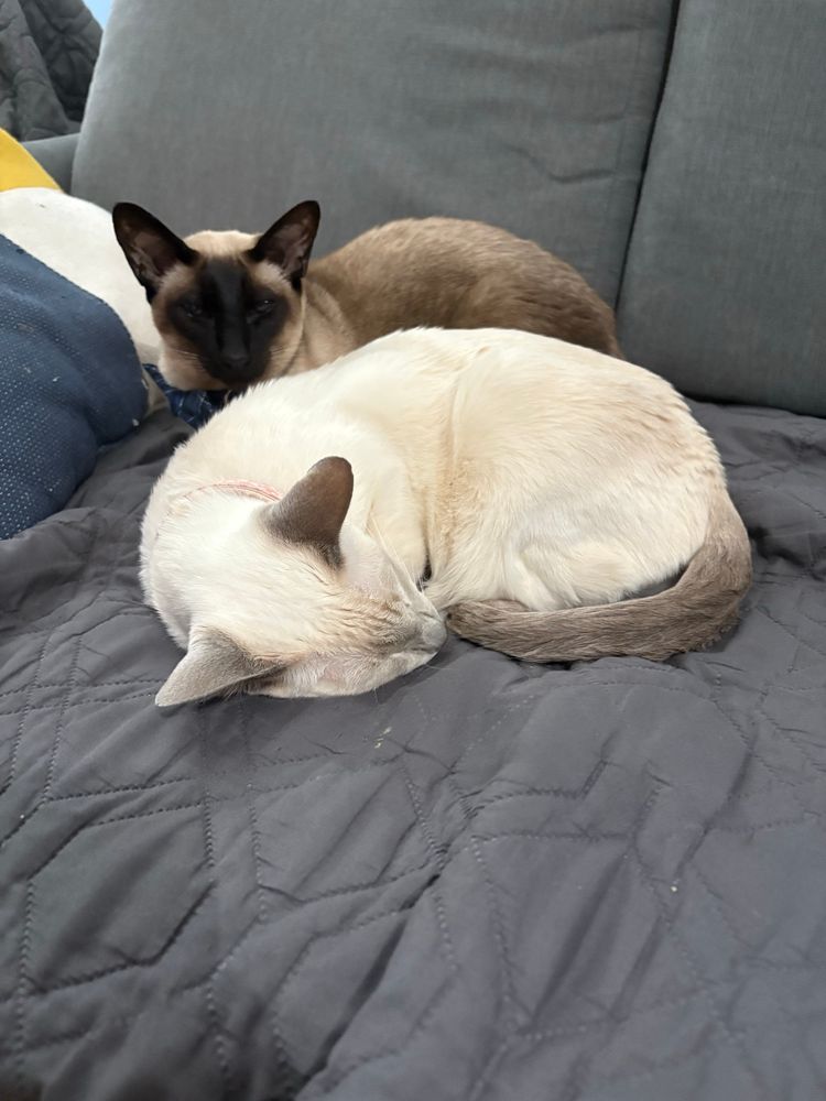 Lilac point Siamese cat curled up in front of a seal point Siamese cat.
