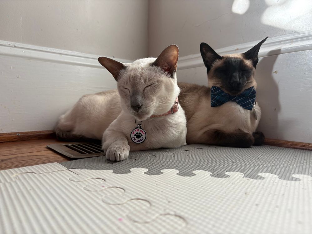 Two Siamese cats sitting on air vent together, looking very sleepy and content