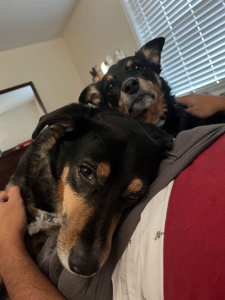 two black dogs laying in bed