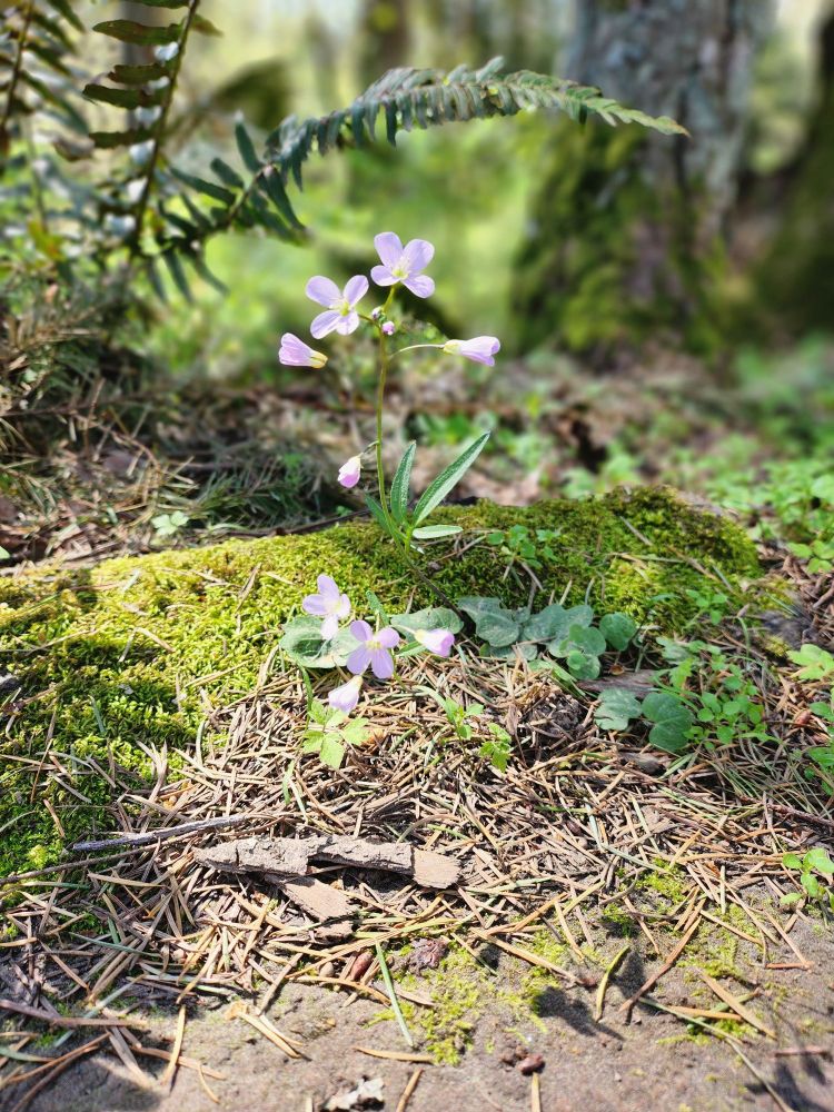 tiny purple flower!!