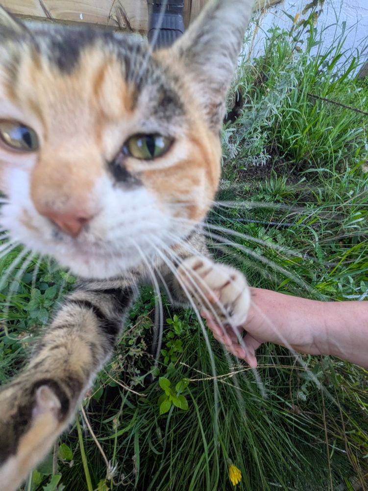 Kitty investigating phone camera