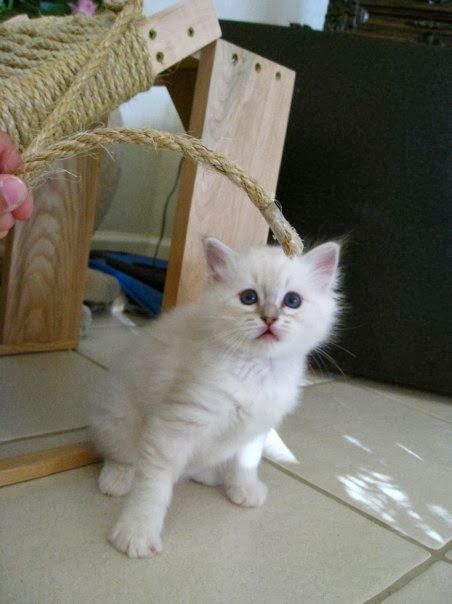 loki as a fluffy little white confused baby kitten. maybe a month or two old. goofy blue eyed baby