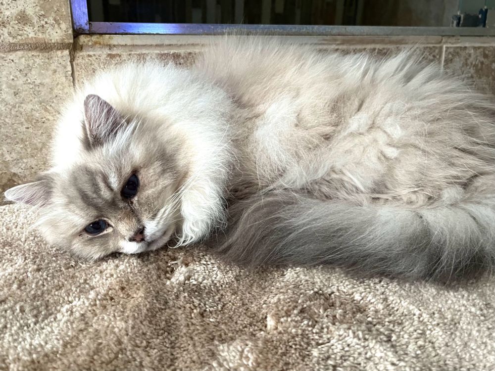 last photo i took of loki. he was resting on my parents bathmat sort of on his side, tail curled up against him