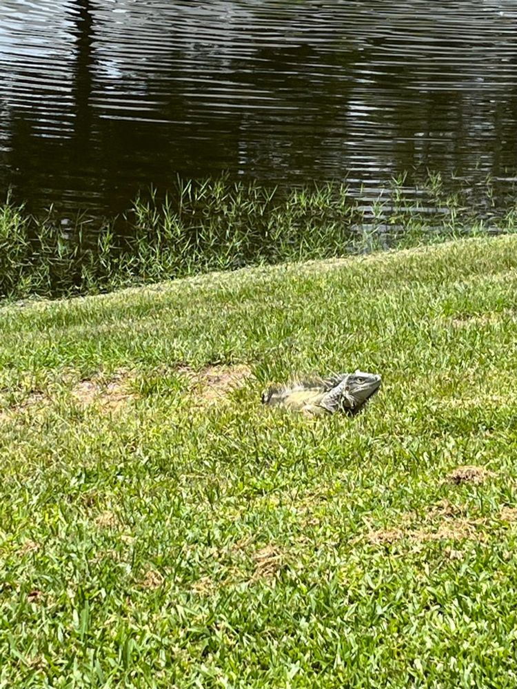 a sun bleached iguana lounges near a man made lake with a fountain and gives the camera a skeptical eye