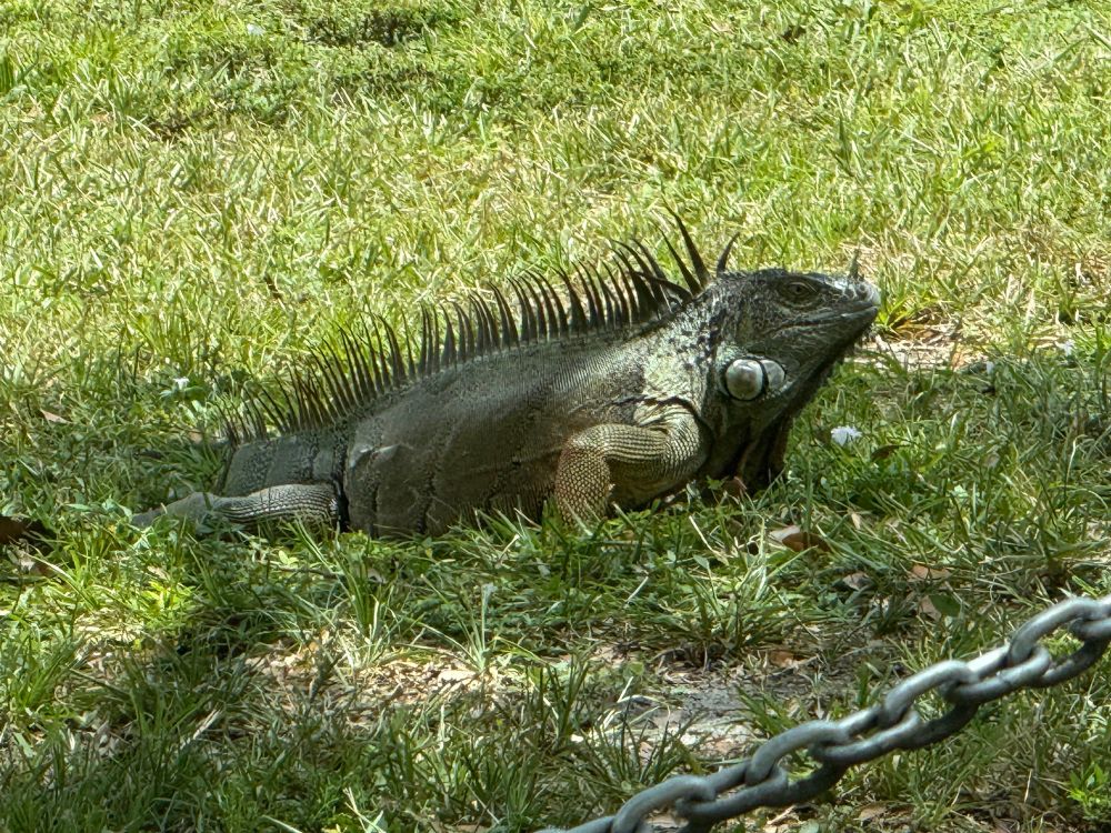a large gray/green iguana hanging out on some grass. it's bigger than a corgi
